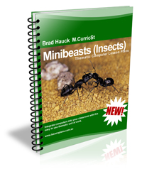 insects computer lesson plans